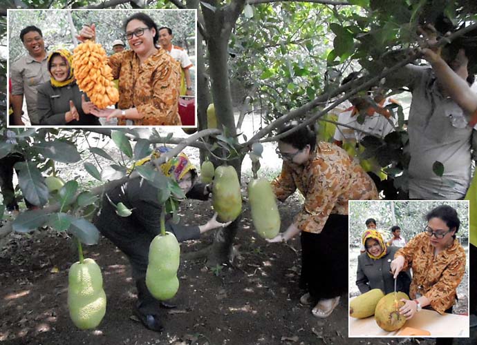 Taman Buah Mekarsari Luncurkan Bibit `Nangkadak` Super Oranye